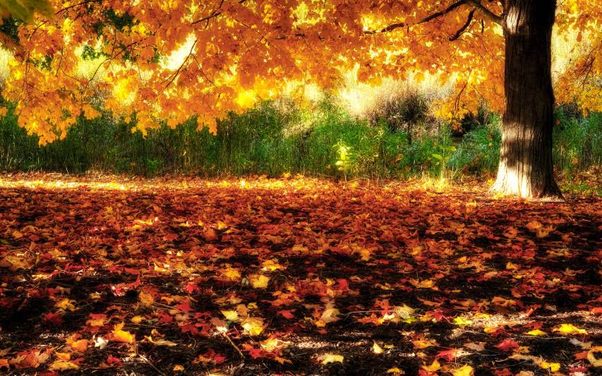 Autumn Pictures for desktop