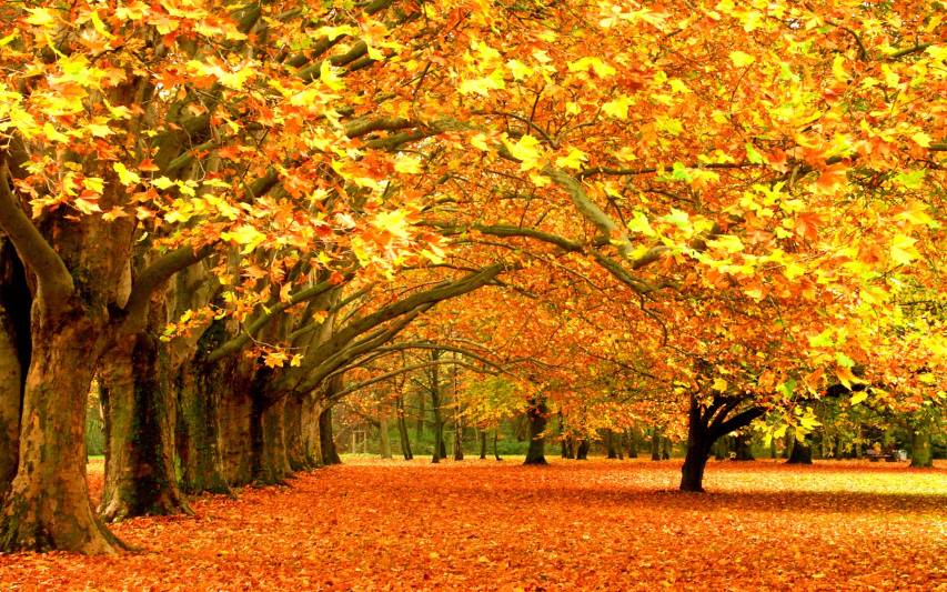 Autumn Wallpapers and Background Pictures