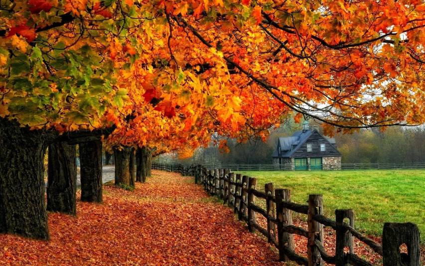 Autumn Wallpapers and Backgrounds image Free Download