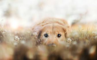 Puppy Dog hd Wallpapers free for desktop