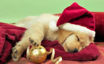Cool Christmas Cute Dog Backgrounds