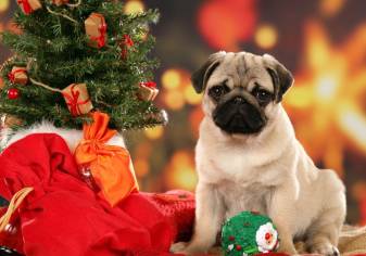 Pretty Christmas, Animal  Dog hd Backgrounds