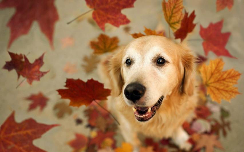 Autumn, Animal, Dog hd Backgrounds