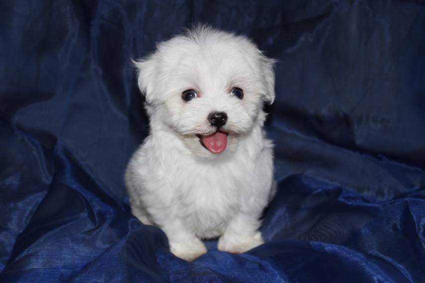 Cute, Puppy, 5k hd Dog beautiful Backgrounds