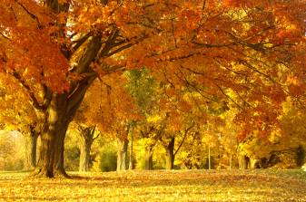 Nature, Fall, Beautiful Autumn Backgrounds