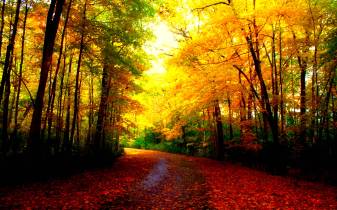 Sunlight, Forest, hd Beautiful Fall Wallpapers