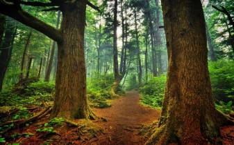 Free Desktop Beautiful Forest Pictures