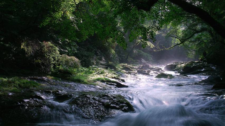 Beautiful Foret and Waterfall Pictures