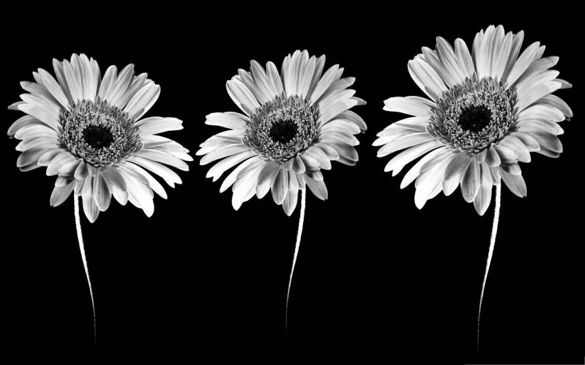 Black and White Aesthetic Flowers Desktop Wallpapers