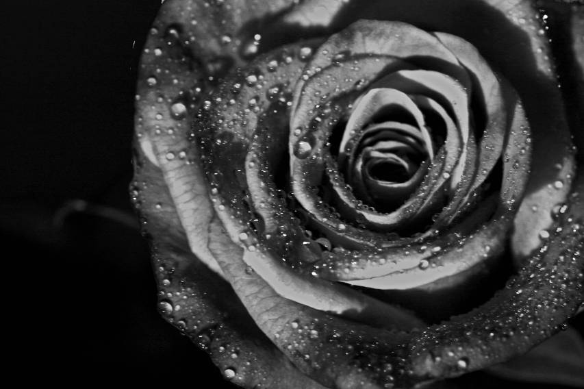 Black and White Rose 4k Wallpapers for Macbook