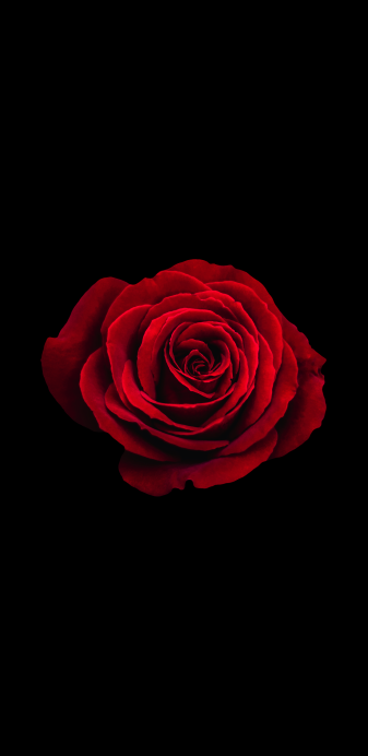Red, Rose, Color, Black Background Png for iPhone