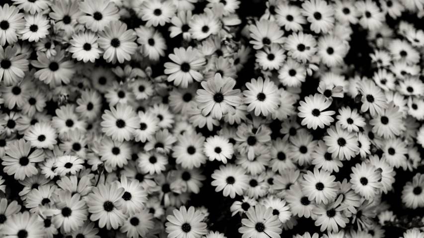Black and White Flowers Vintage image