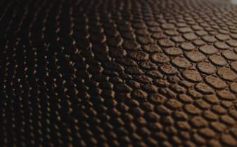 Awesome Black snake skin free Backgrounds high quality