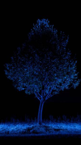 Black and Blue Tree iPhone Background Pictures