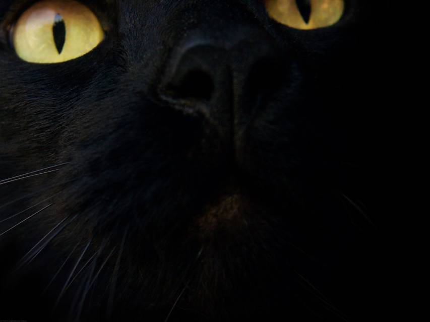 Funny Black Cat and eyes Desktop Wallpapers