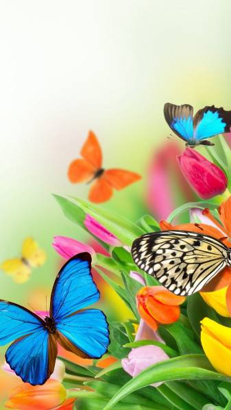 Colorful Butterflying iPhone Wallpapers Pic