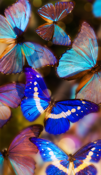 Blue Colors Butterfly iPhone Wallpapers Png