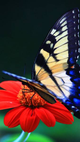 Download Butterfly iPhone images