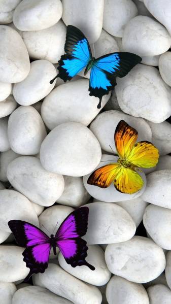 Stones, Butterfly, iPhone, 3d, images, Wallpapers
