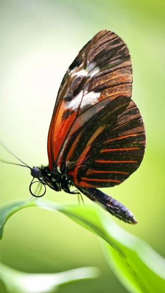 insects, Animal, Cute Butterfly iPhone Wallpapers