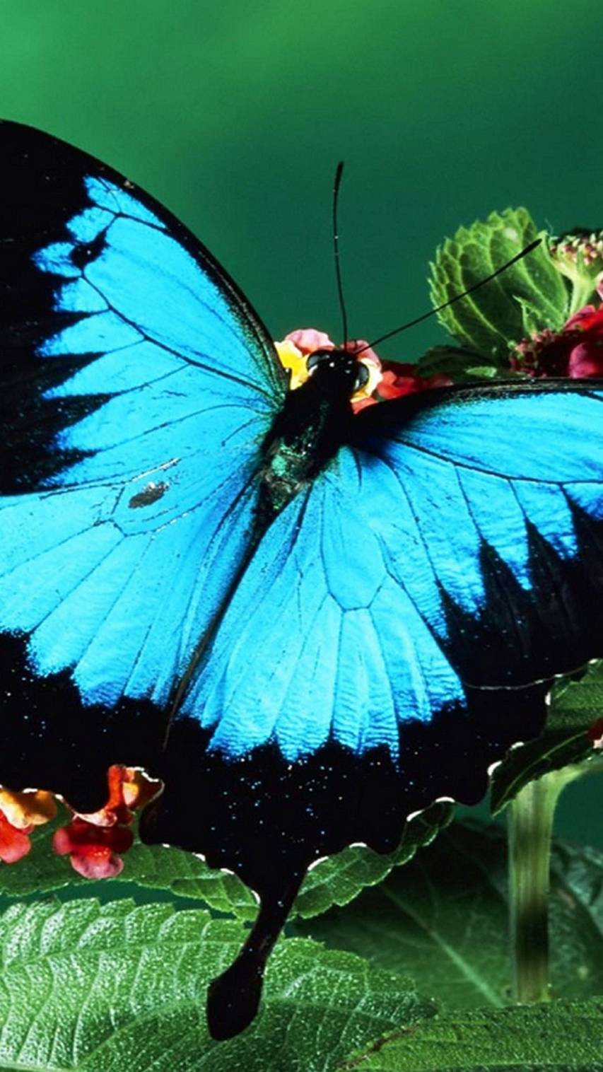 The Most Beautiful Butterfly images for iPhone 10