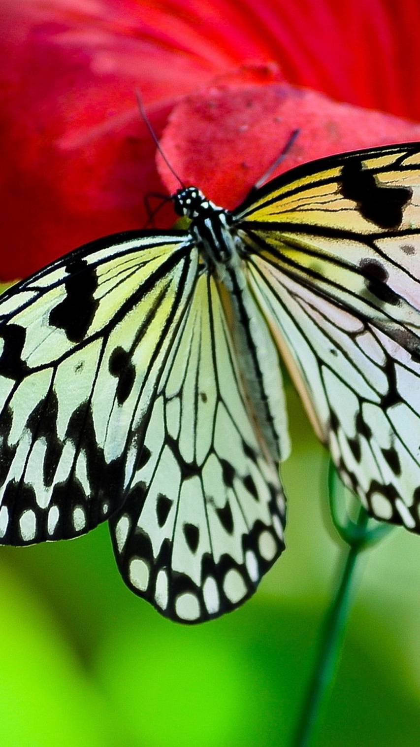 3d Hd Butterfly iPhone Wallpapers Pic