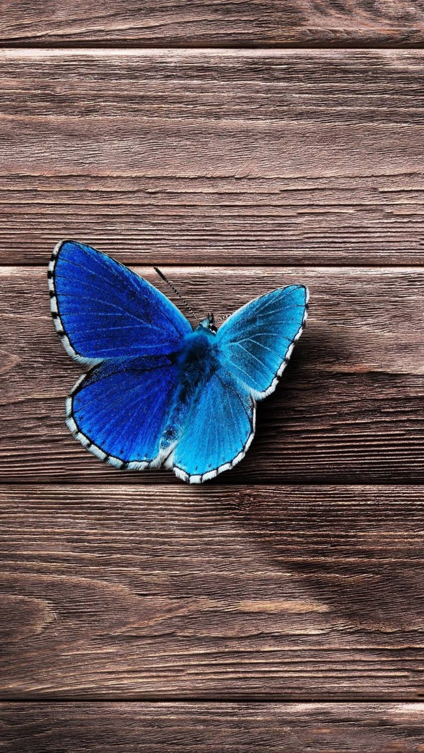 Gorgeous Butterfly hd Wallpaper Photos for iPhone 9