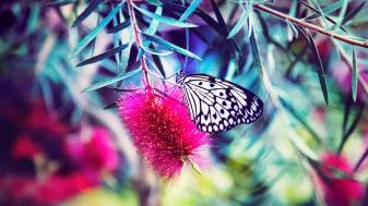 5k hd Butterfly Wallpapers and Background high resulation