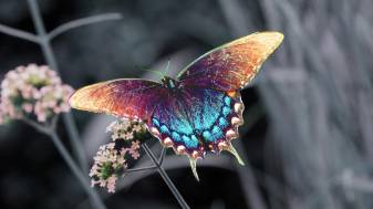 Dark Aesthetic Butterfly Wallpapers Picture