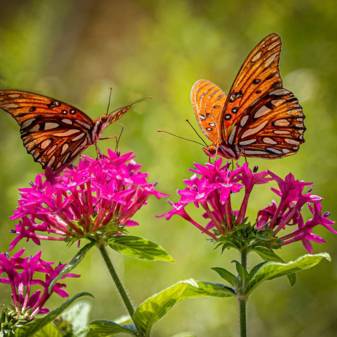 insect, nature, full hd Butterfly Wallpapers