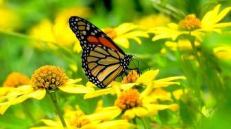 Nature, insect, Butterfly image Wallpapers for Android