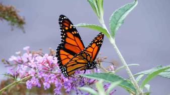 Animal, Monarch, insect, Butterfly 1080p Backgrounds
