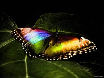 Beautiful Butterfly Pc Wallpapers free download