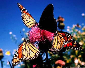Animals, insect, Monarch Butterfly Backgrounds