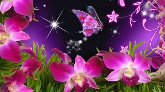 Butterfly image Backgrounds 1080p