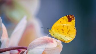 Cute Yellow Butterfly 5k hd Wallpapers for Laptop