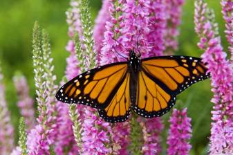 Cute Butterfly Wallpapers and Background Pictures