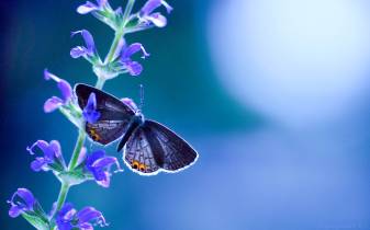 Best free Butterfly hd Desktop Background images