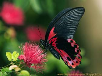 Pink and Black Butterfly Mobile Background