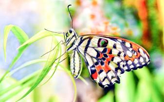 Butterfly Backgrounds image free for desktop