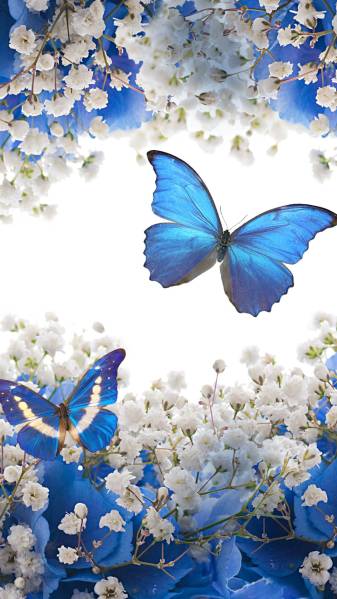 Butterfly Picture Wallpapers for iPhone