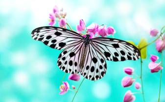 Black and White Butterfly Pc free Wallpapers