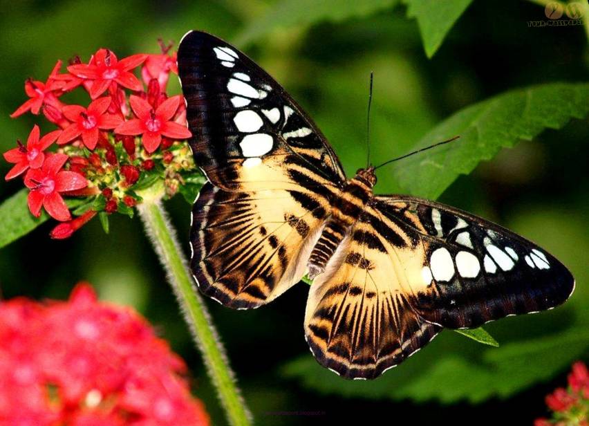 Awesome Butterfly Wallpapers Pic for Computer