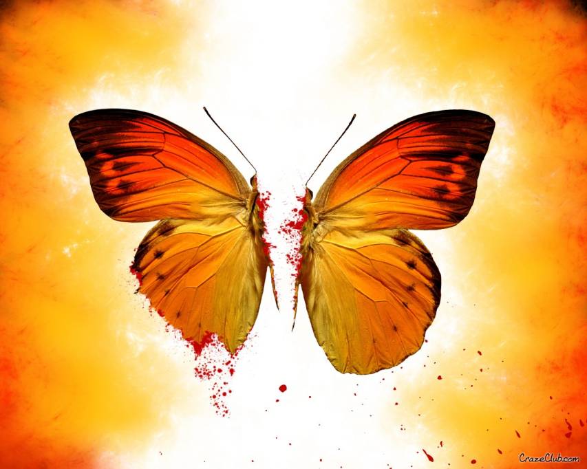 Aesthetic Butterfly Wallpapers New Tab