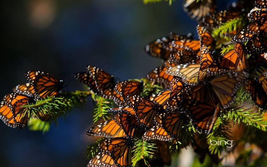 Cool Monarch Butterfly hd Desktop Backgrounds