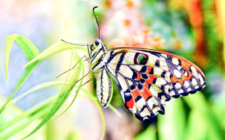 Awesome Butterfly Wallpapers & Background Pictures