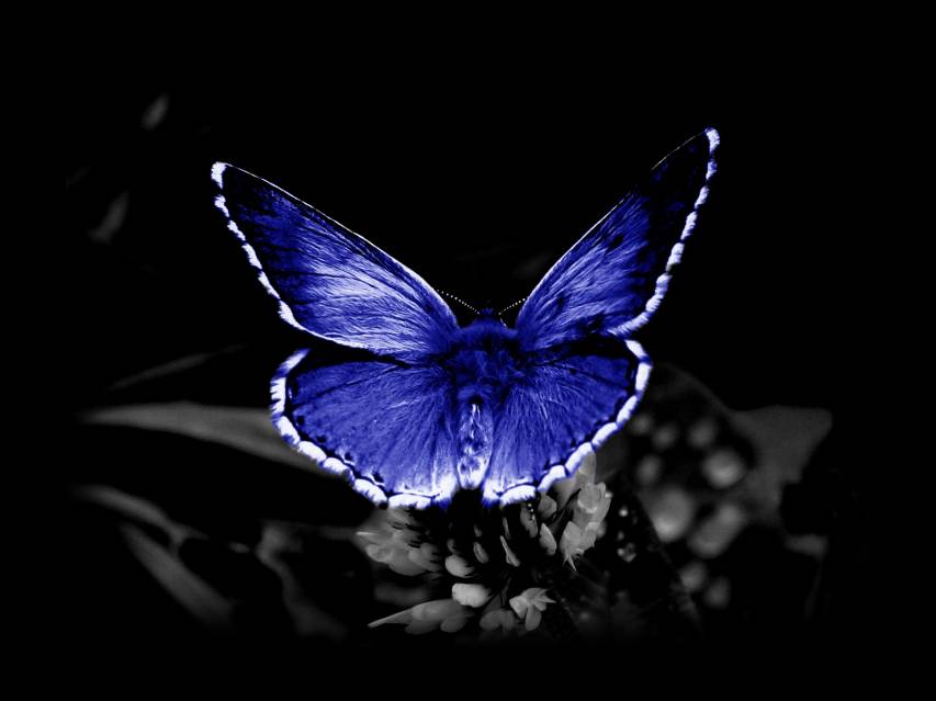 Dark Blue Butterfly Laptop Wallpapers