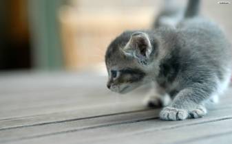 Cute Funny Babby Cat Photos