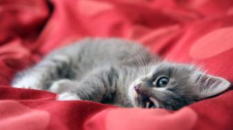 Gray Kitten, Cute Cat Wallpaper for Desktop