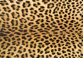 Cheetah Print image, Leopard Print Background